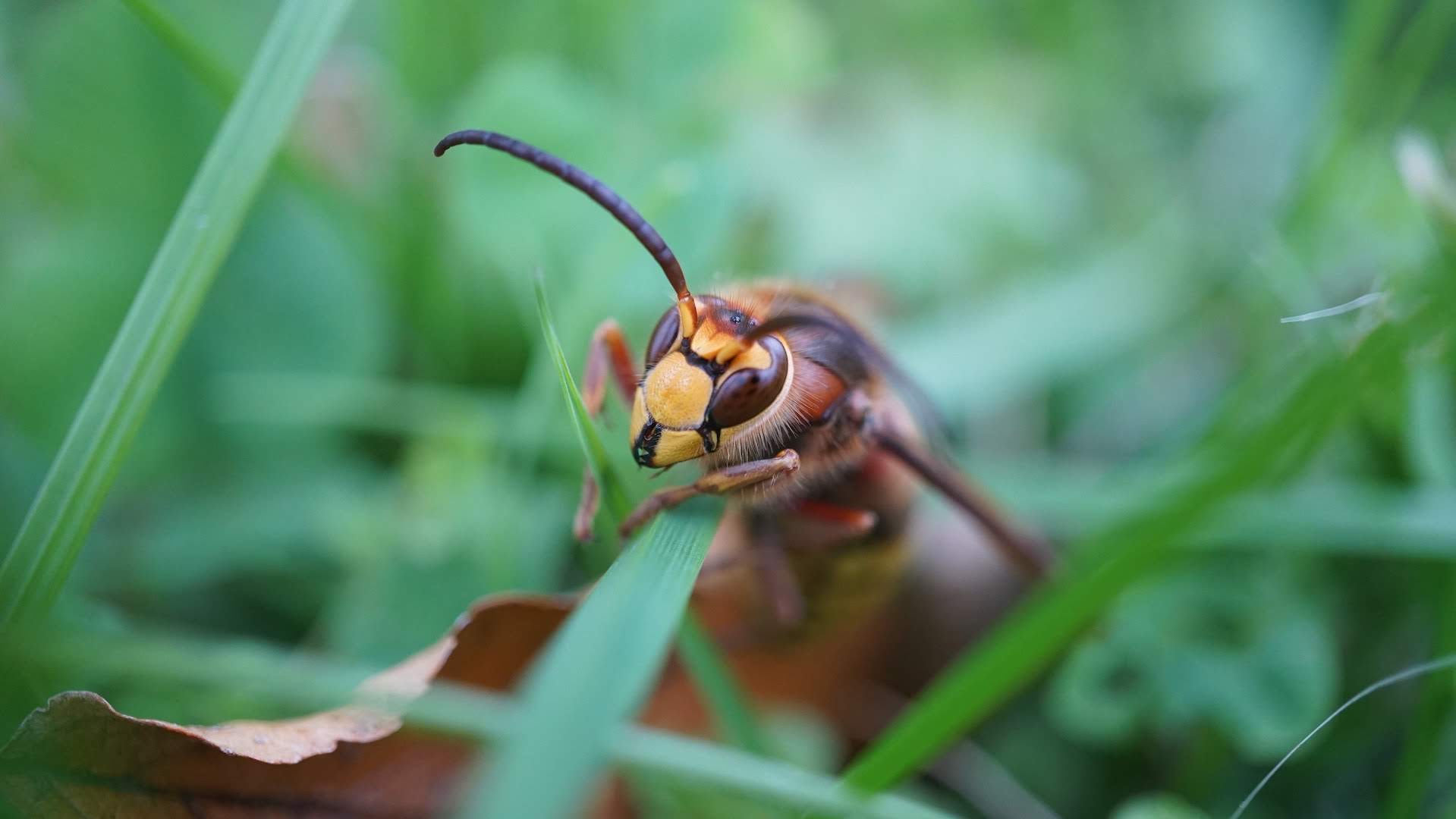 Mind the Bees