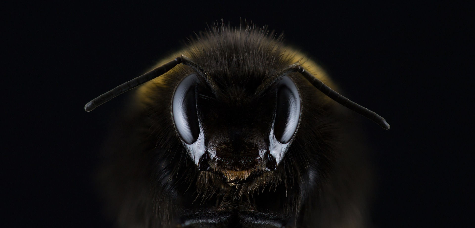 Mind the Bees