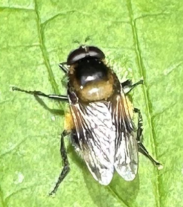 Hummel-Waldschwebfliege (Volucella bombylans)