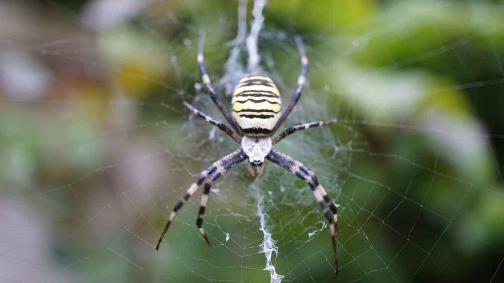 Wespenspinne (Argiope bruennichi)