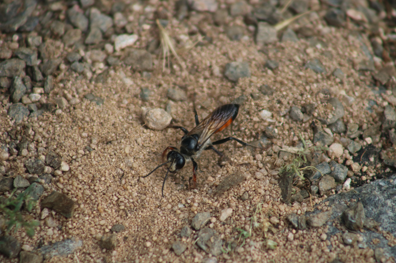Gemeine Grabwespe (Ammophila sabulosa)